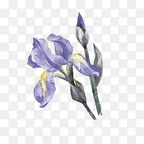 手绘水彩紫色花朵