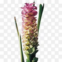 花瓣