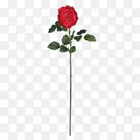一束玫瑰花