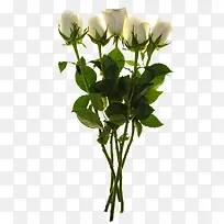 几枝白色玫瑰花儿