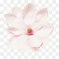 粉白色香味摊开的玉兰花瓣实物