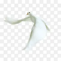 白色白鸽装饰元素