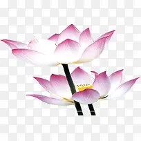 高清手绘素描水中莲花