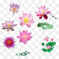 荷花