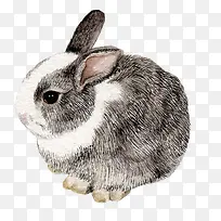 卡通手绘灰色的兔子