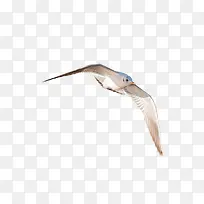 一只飞翔的海鸥素材