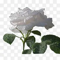 牡丹花清新牡丹花水珠牡丹花