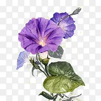 紫色手绘水彩喇叭花