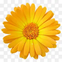 一朵黄色的大菊花