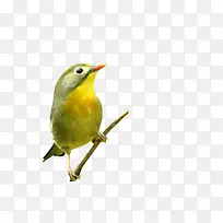 鸟绿色的鸟飞禽