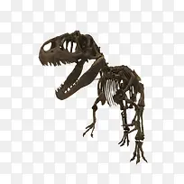 黑色异特龙骨架化石实物