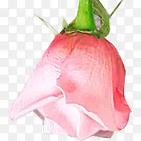 创意摄影粉红色的含苞欲放的玫瑰花