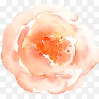 水墨橙色玫瑰花