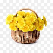 一篮子黄色菊花