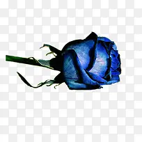 蓝色玫瑰花免抠素材