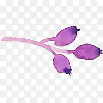 紫色水粉浆果