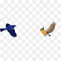 蓝雀与蜂鸟