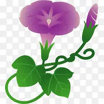 紫色卡通牵牛花植物