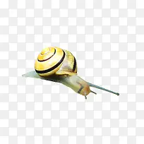 蜗牛-成色的蜗牛