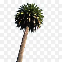 高大的椰子树