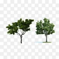 两颗桉树