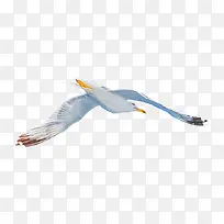 野生海鸥飞翔摄影
