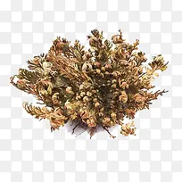 张开的复活草