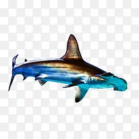 海洋扁鲨-shark