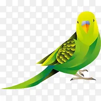 绿色羽毛卡通风格鹦鹉