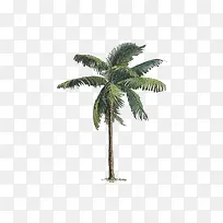 椰子树手绘免抠素材