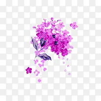 紫色洋红紫金花素材