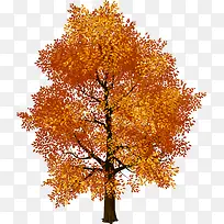 秋天黄色大树