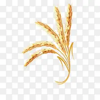 金黄色低头饱满五指状小麦穗