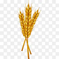 金色麦穗植物素材图