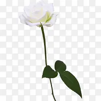 一枝白玫瑰