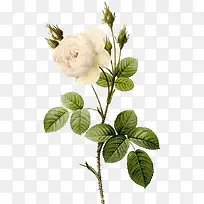 盛开的美丽白玫瑰