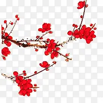 春季美丽红色杜鹃花