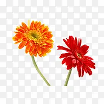 红色和橙色菊花
