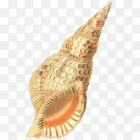 多样的手绘海螺壳-3