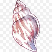 美丽手绘海螺贝壳