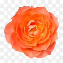 橙红色鲜艳的茂盛的一朵大花实物