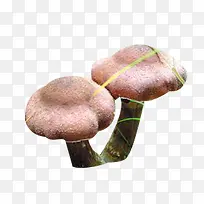 伞形榛蘑图片素材