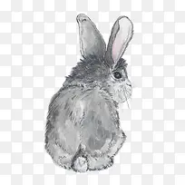 手绘灰色可爱小兔子