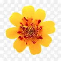 黄色鲜艳包着中心的一朵大花实物