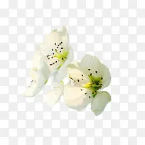 白梨花花瓣侧面图片素材