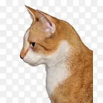 猫咪的侧面免抠素材