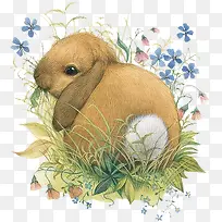 灰兔