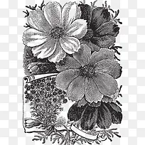 黑白花卉素描