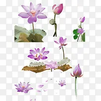 紫色清新莲花装饰图案