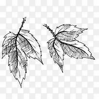 创意手绘速写植物叶子